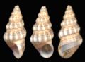 Rissoa&nbsp;variabilis